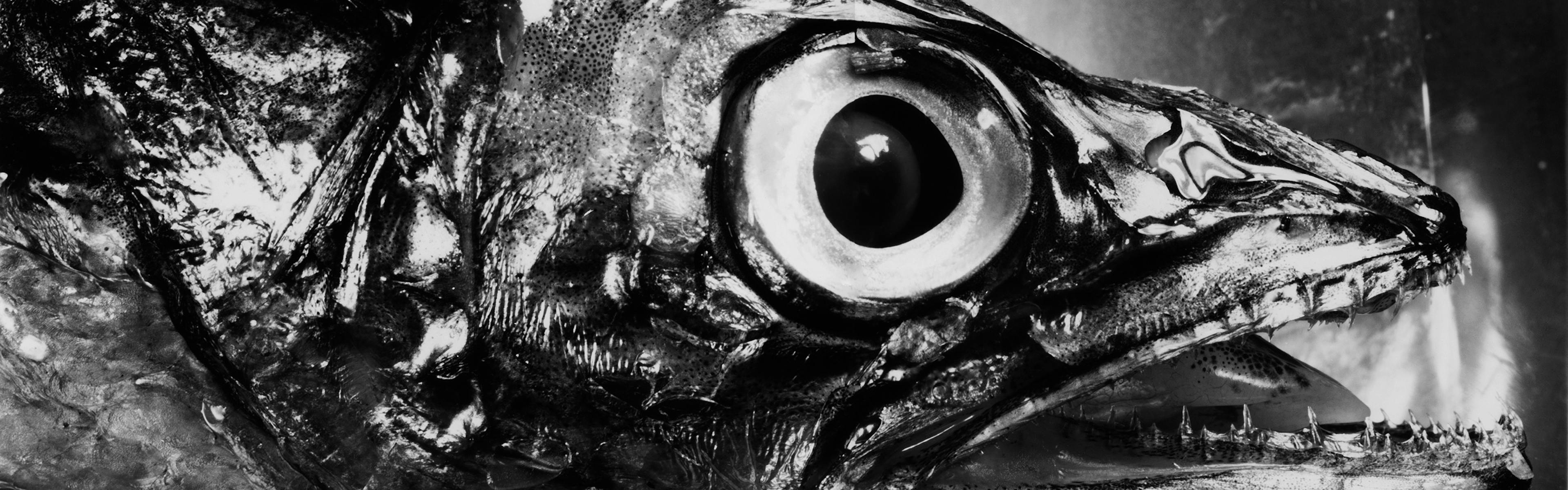 image of Fish Head photograpg