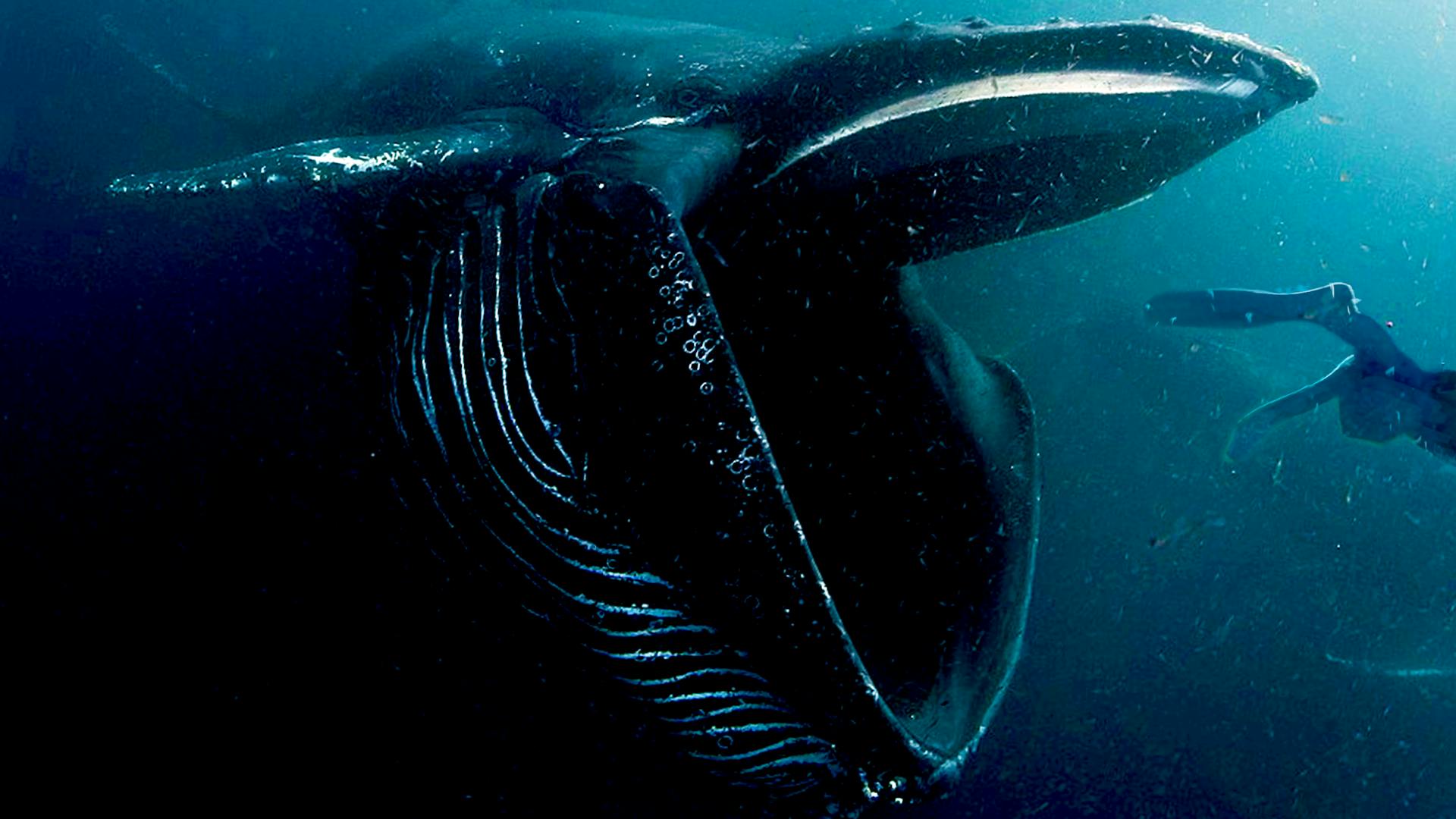 picture of a whale from movie