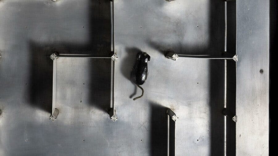 A mouse moving through a maze